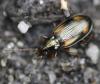 Bembidion sp.